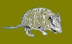 armadillo